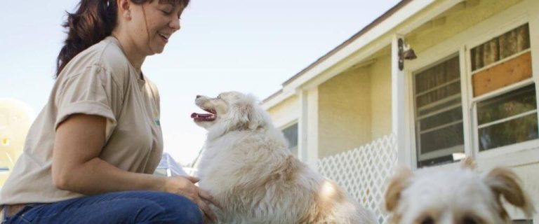 dog obedience training sydney