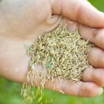 hand-planting-grass-seed-1-1080x675