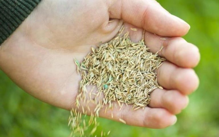 hand-planting-grass-seed-1-1080x675