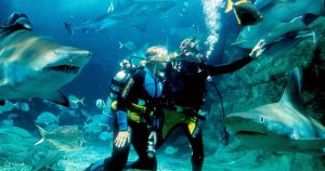 Incredible Destinations for Shark Encounters Tours